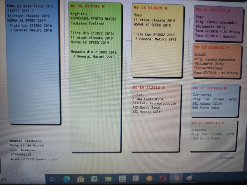 Pedigreu 1013857-20-F Loc 11 derby pui 500km - linie mama - VANDUTI 2018-2019-2020