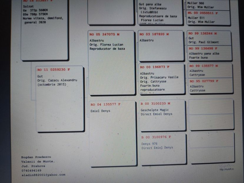 Pedigreu 213827 - Vit, Dem, General - linie mama - VANDUTI 2018-2019-2020
