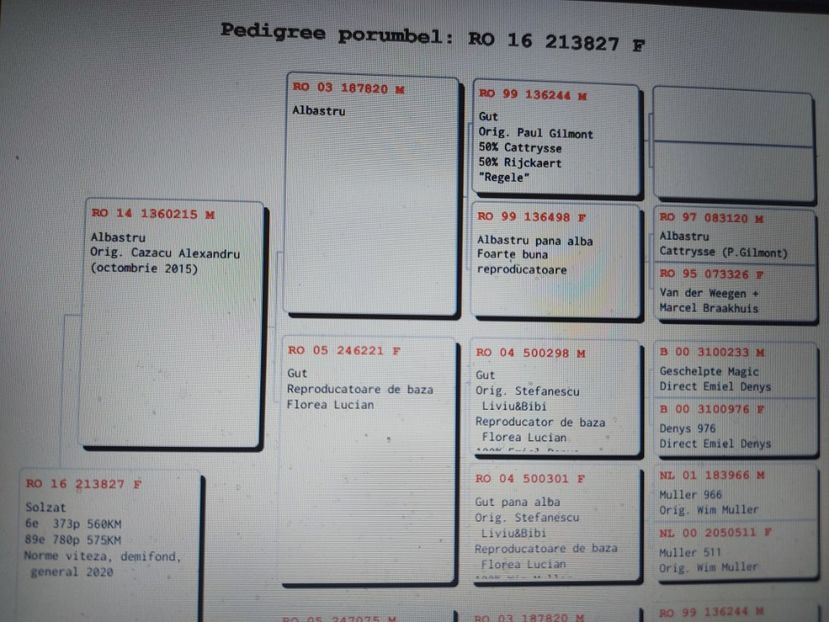 Pedigreu 213827 - Vit, Dem, General - linie tata - VANDUTI 2018-2019-2020