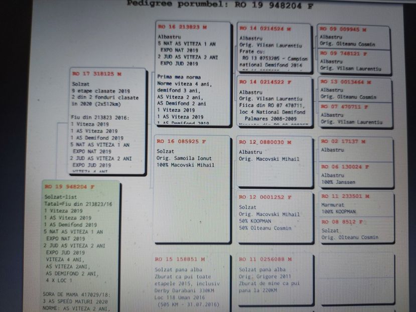 VANDUTA - Pedigreu 948204 - 4 clasari 2020 - linie tata - VANDUTI 2018-2019-2020