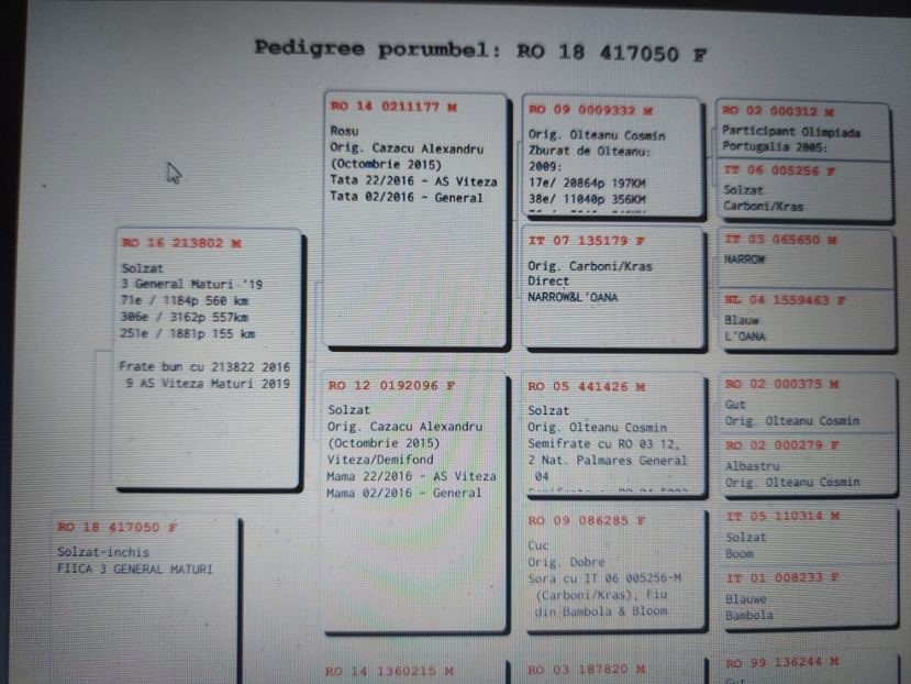 Pedigreu 417050 - general - linie tata - VANDUTI 2018-2019-2020