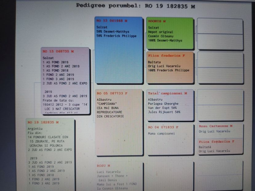 VANDUT - Pedigreu 835 19 M - fiu 2 JUD AS FOND 2 ANI - LINIA TATA - VANDUTI 2018-2019-2020
