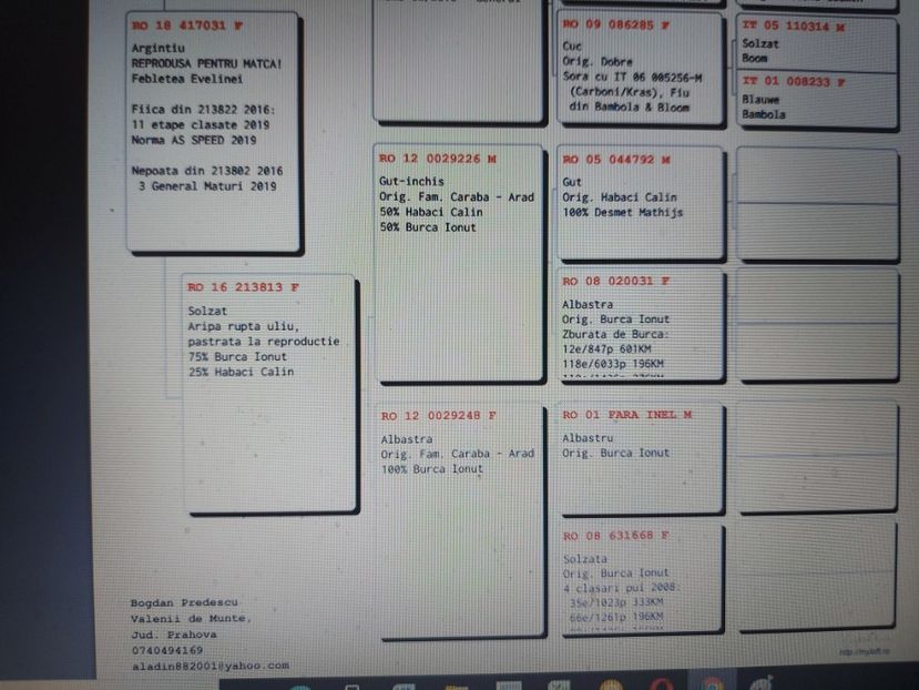 VANDUTA - Pedigreu 31-18-F - mama loc 1 derby , fiica as speed 2019 - VANDUTI 2018-2019-2020