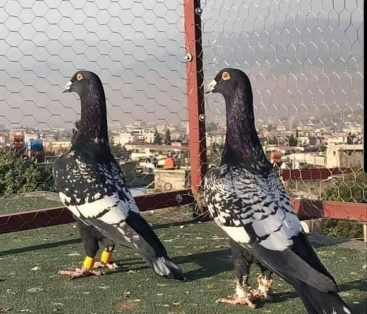  - NU AMI APARTIN 2020