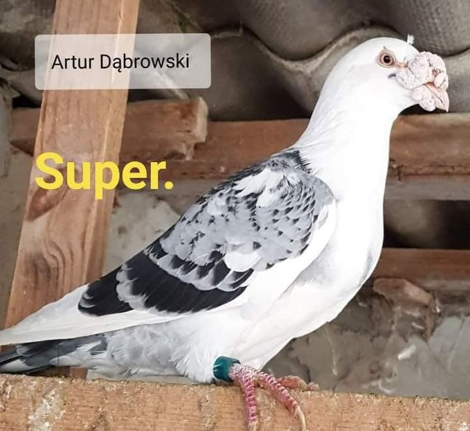  - NU AMI APARTIN 2020