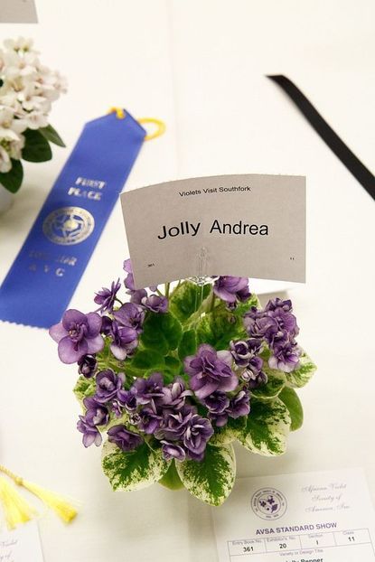 jolly andreea - A a a a