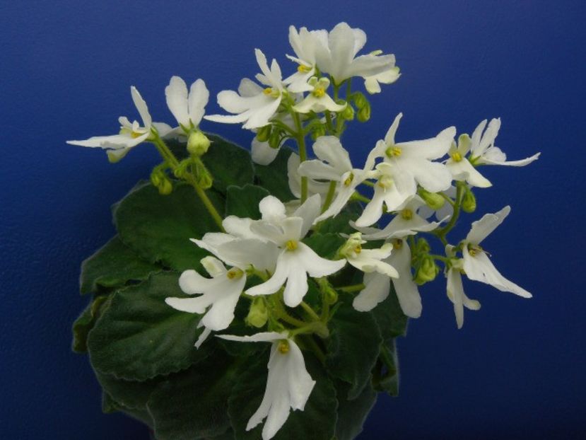 lunar lily white - A a a a