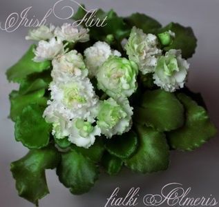 IRISH FLIRT - A a a a