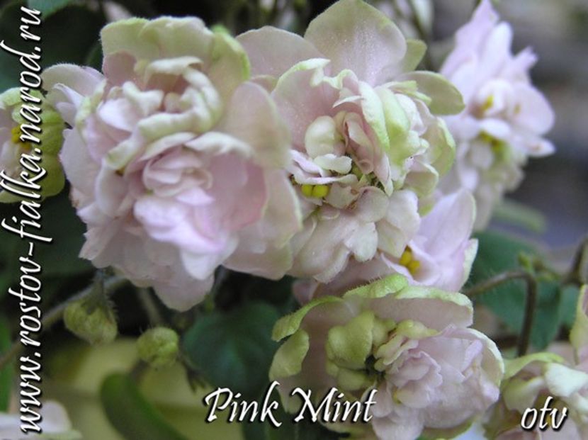PinkMint - A a a a