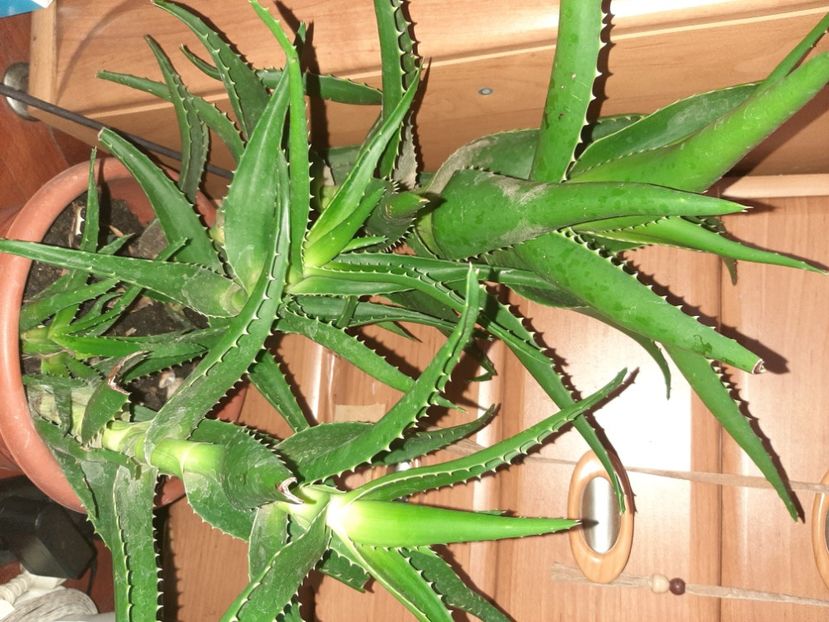  - Florile mele octombrie 2020