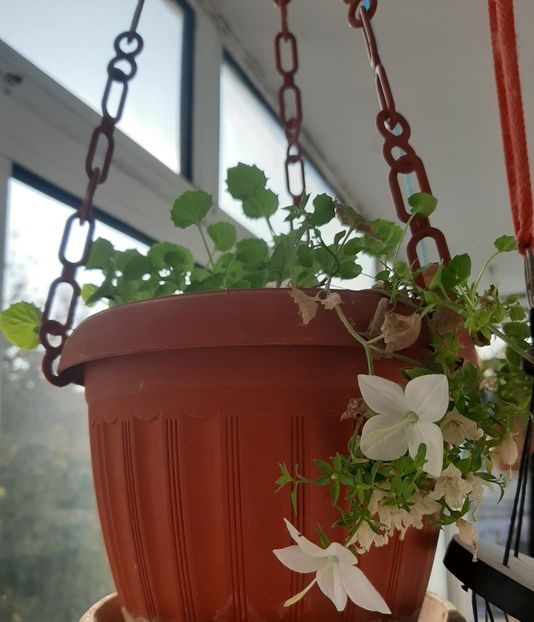  - Florile mele octombrie 2020