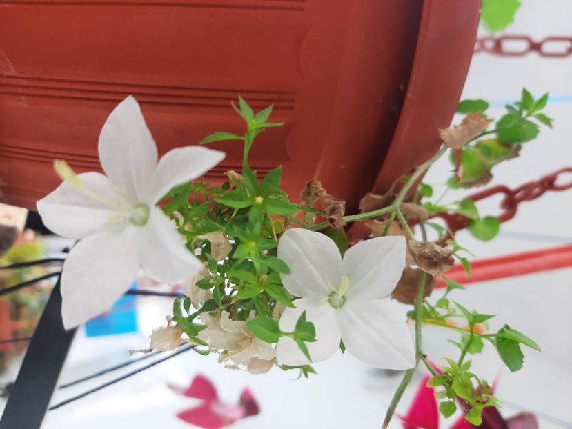  - Florile mele octombrie 2020