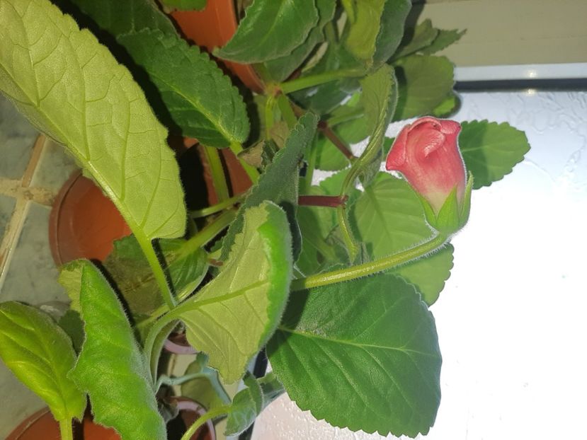  - Florile mele octombrie 2020