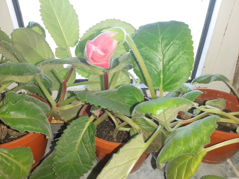  - Florile mele octombrie 2020