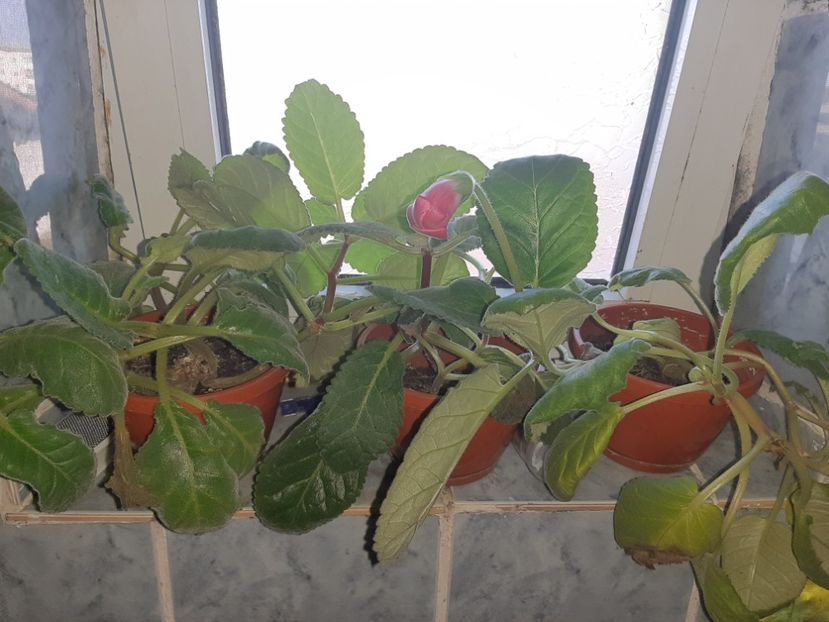  - Florile mele octombrie 2020