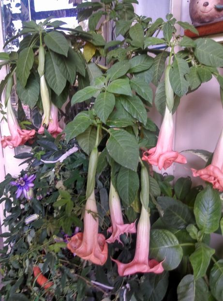  - Brugmansia de la Ninutza