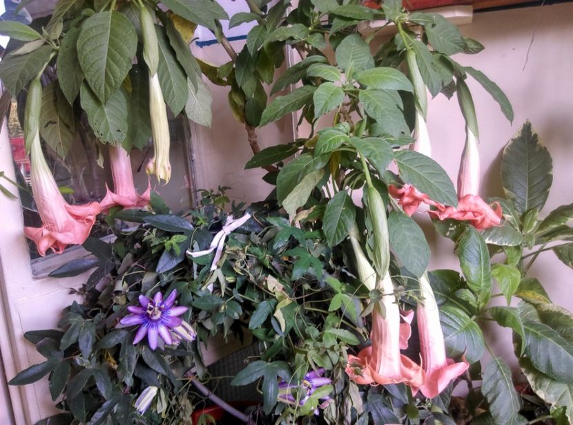  - Brugmansia de la Ninutza