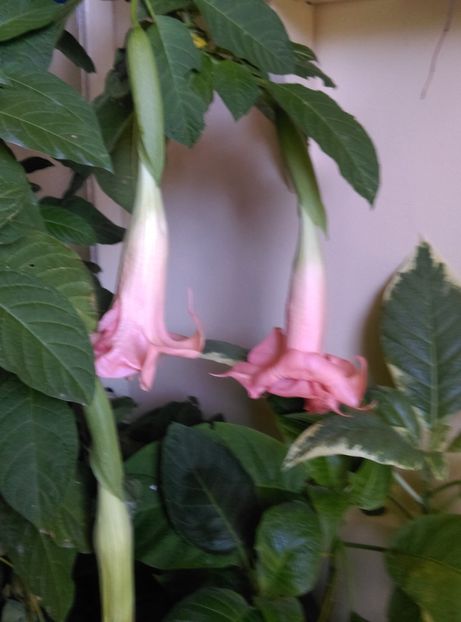  - Brugmansia de la Ninutza