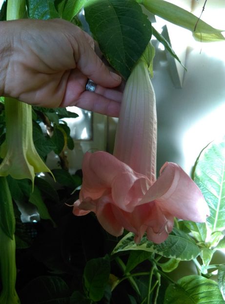  - Brugmansia de la Ninutza