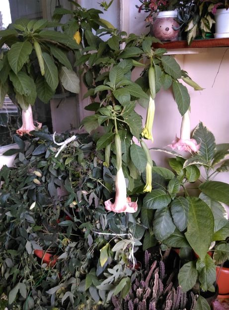  - Brugmansia de la Ninutza