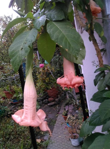  - Brugmansia de la Ninutza