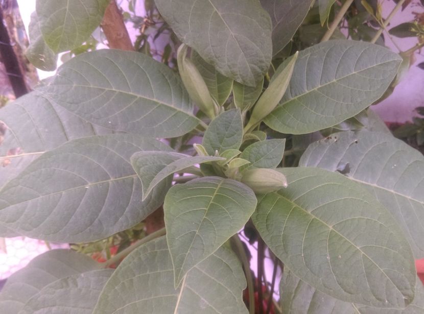  - Brugmansia de la Ninutza