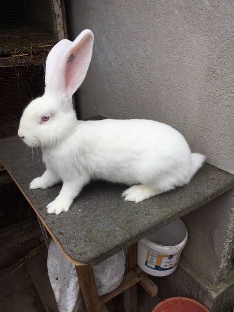 471A3C56-B513-4522-931E-2631439DAB8B - RO 8-402