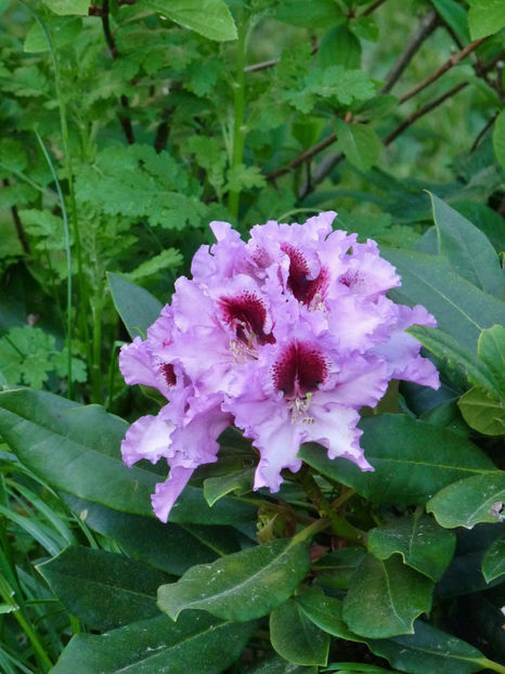  - Azalee si Rhododendroni