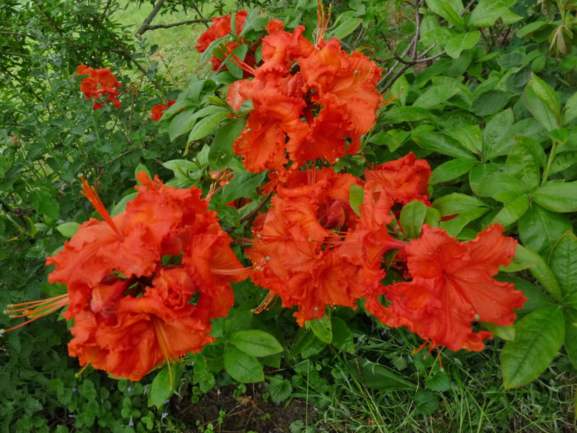  - Azalee si Rhododendroni