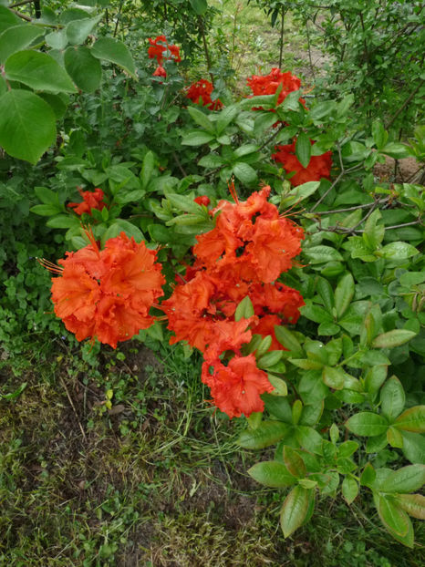  - Azalee si Rhododendroni