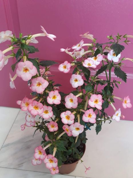  - 001 2021 - Ivory Blush