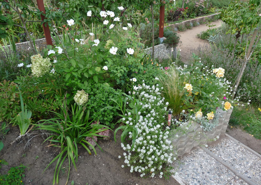  - Alyssum