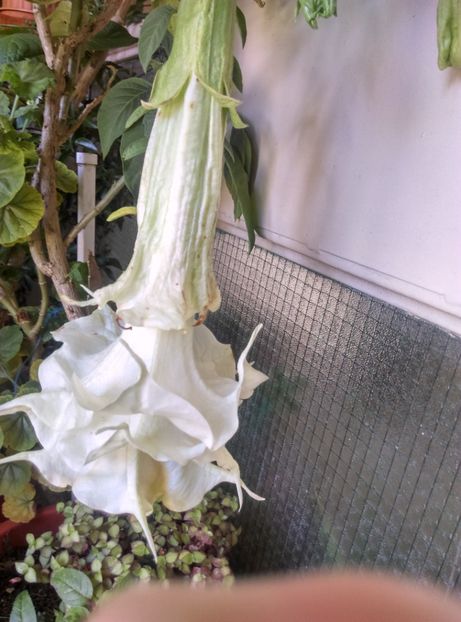  - Brugmansia 2020