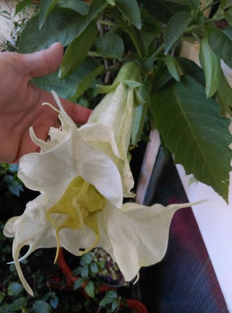  - Brugmansia 2020