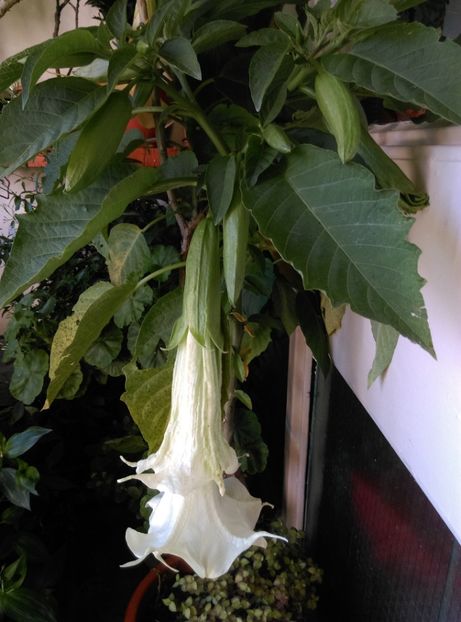  - Brugmansia 2020