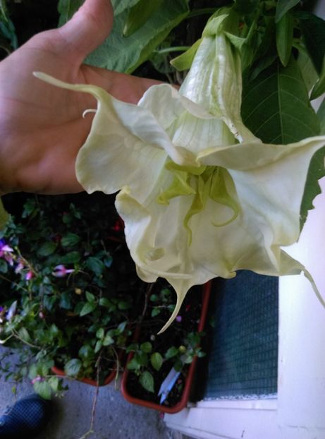  - Brugmansia 2020