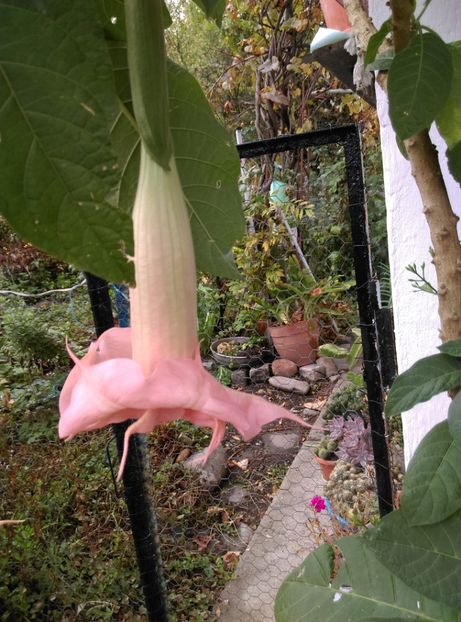  - Brugmansia 2020