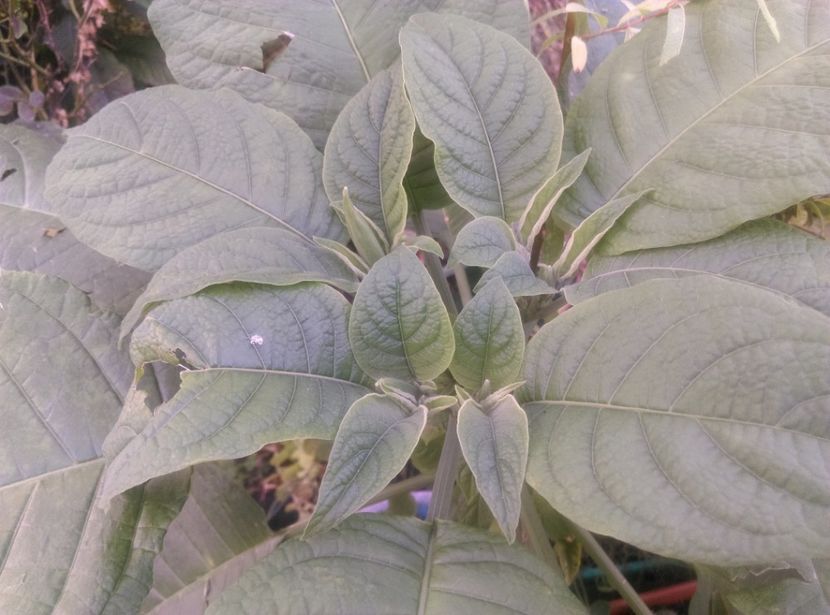  - Brugmansia 2020