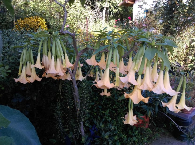  - Brugmansia 2020