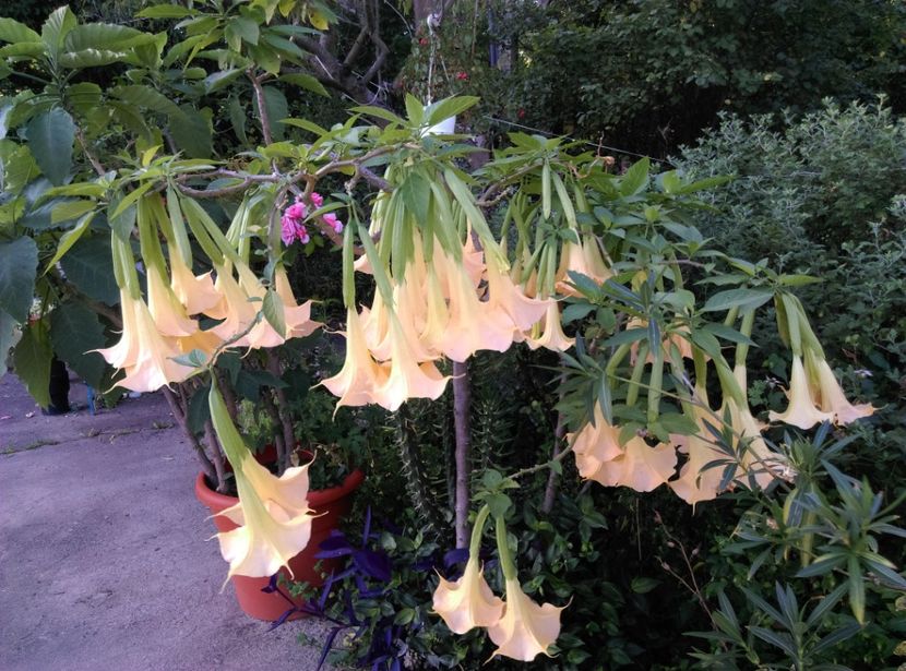  - Brugmansia 2020