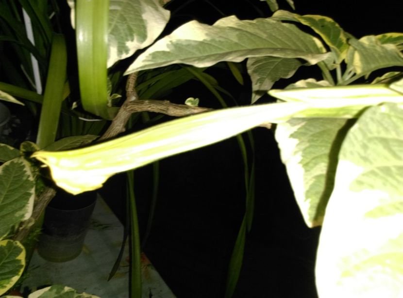  - Brugmansia 2020