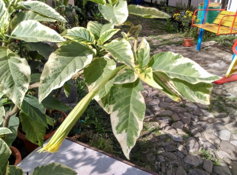  - Brugmansia 2020