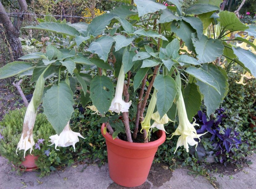  - Brugmansia 2020