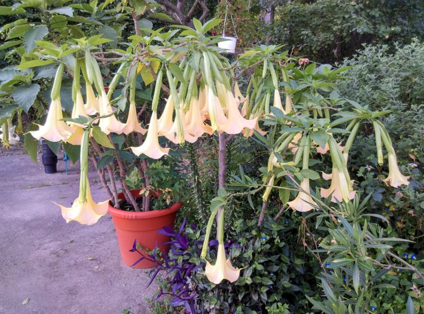  - Brugmansia 2020