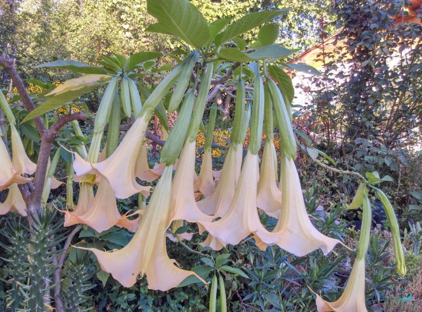  - Brugmansia 2020