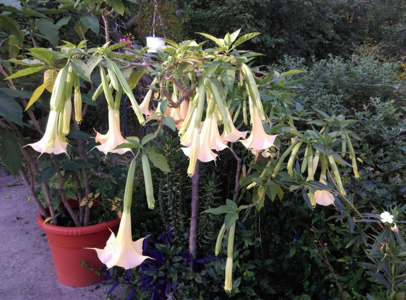  - Brugmansia 2020