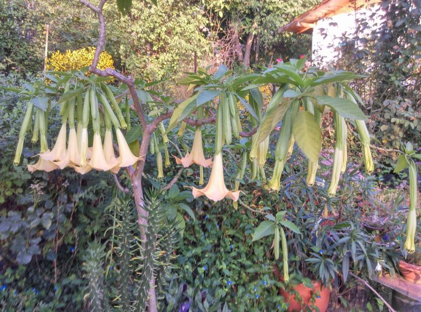  - Brugmansia 2020