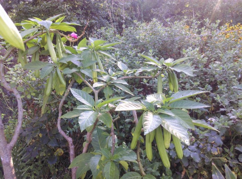  - Brugmansia 2020