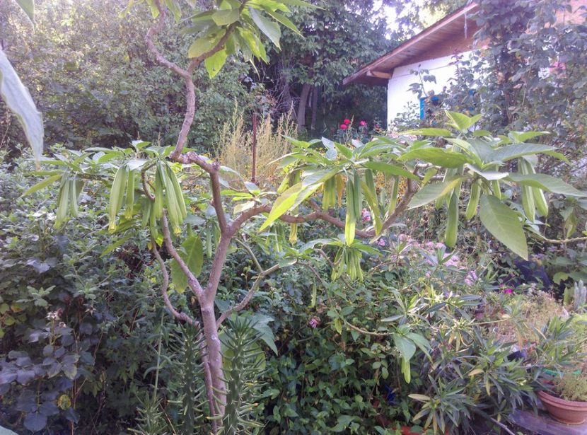  - Brugmansia 2020