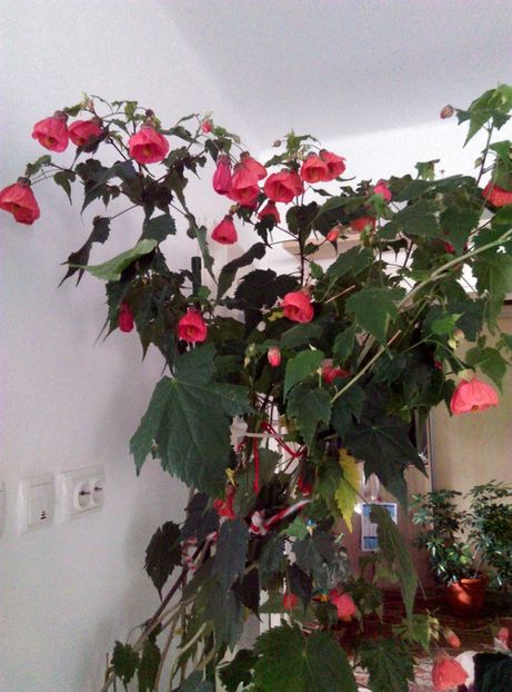  - Abutilon 2020